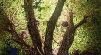 大樹上添鳥窩，原來是投射燈
